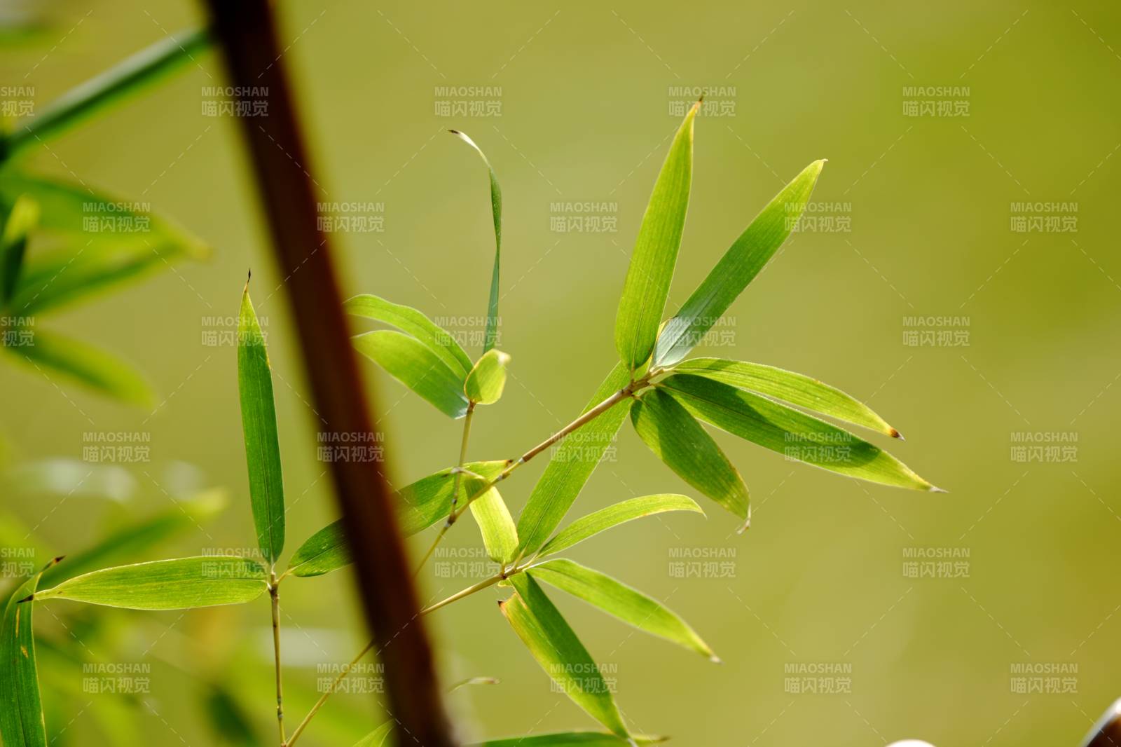 翠竹新叶图片