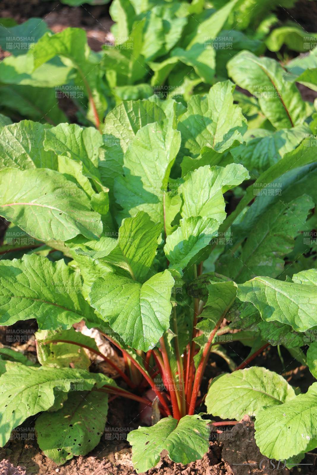 四川安岳的红萝卜图片