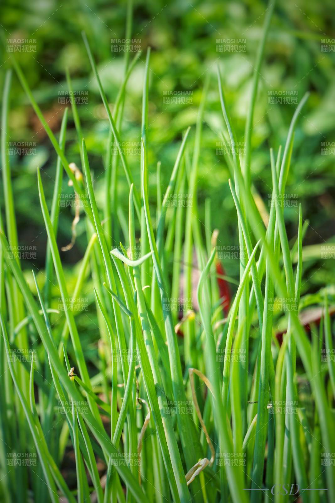 青葱翠绿生机盎然图片