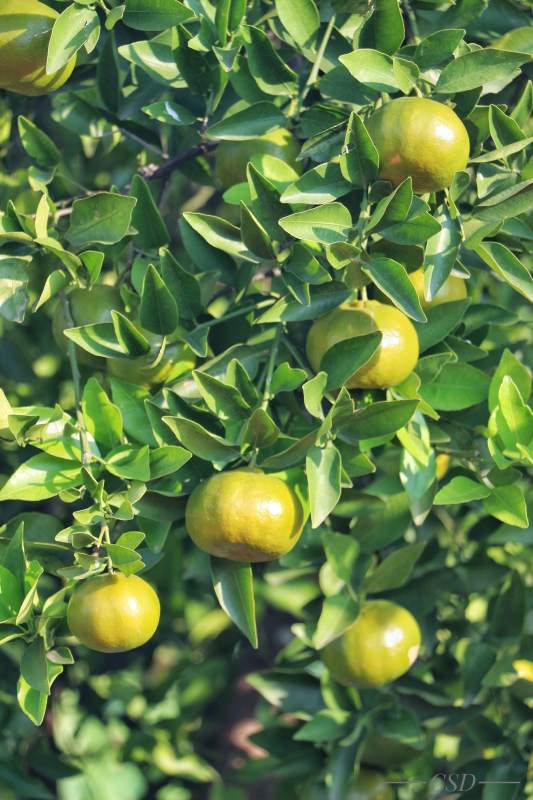 四川安岳的橘子图片