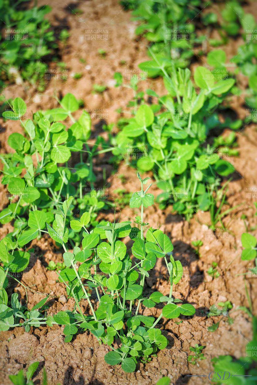 四川安岳蓝灵广场边的绿豆苗图片