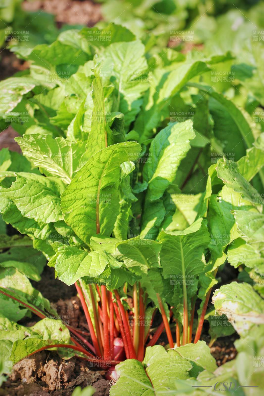 四川安岳的红萝卜图片