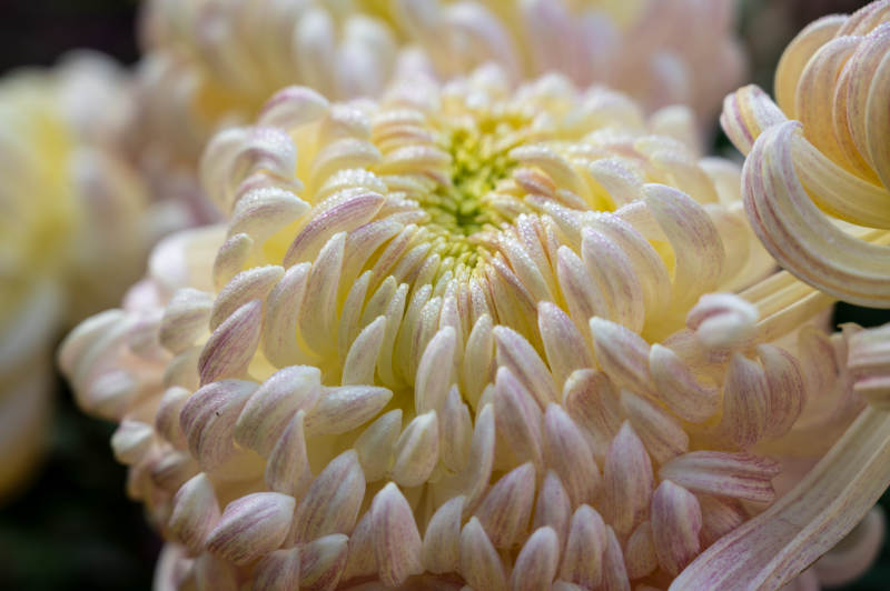 淡雅菊花绽放图片