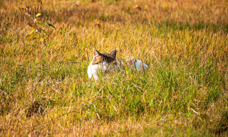 草丛中的猫咪图片