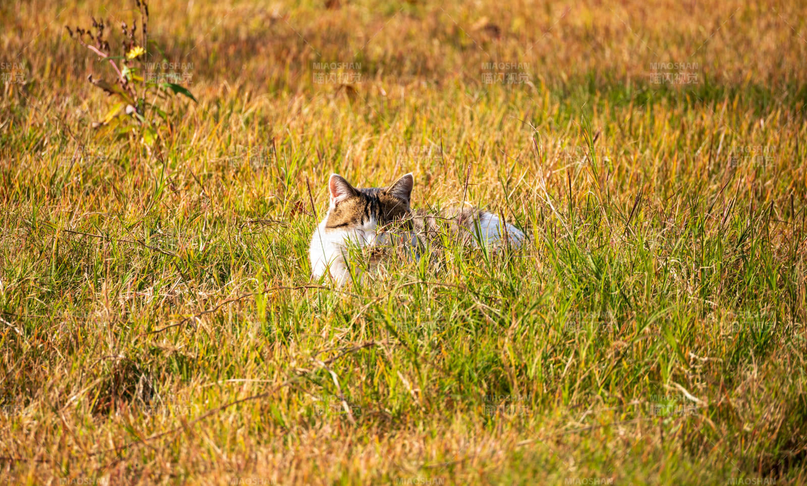 草丛中的猫咪图片