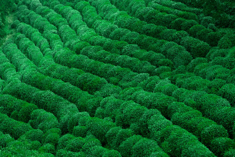 翠绿茶园梯田图片