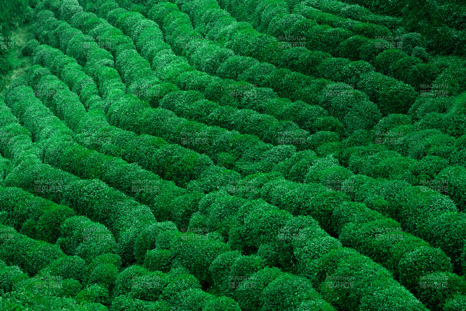 翠绿茶园梯田图片