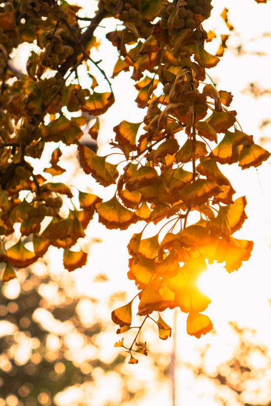 秋叶映日光图片