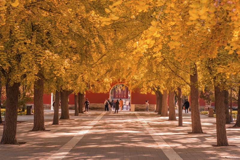 北京秋日中山公园图片