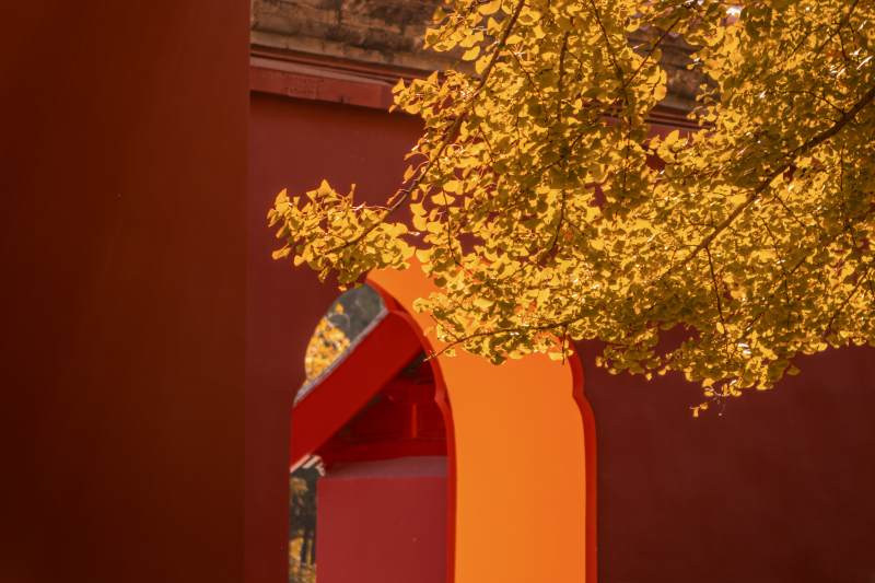 故宫秋色映红墙图片