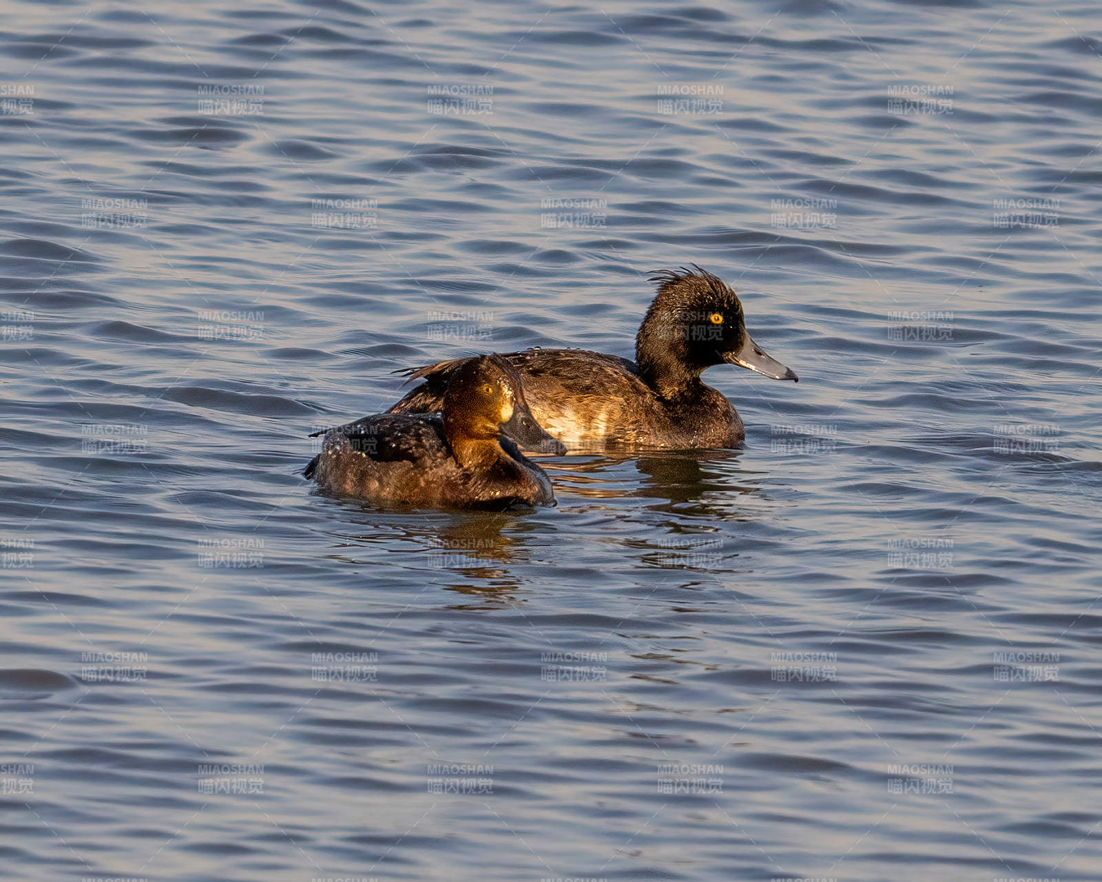 水鸭悠游湖面图片