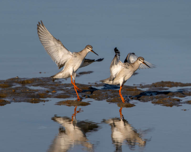 红脚鹬飞翔水面图片