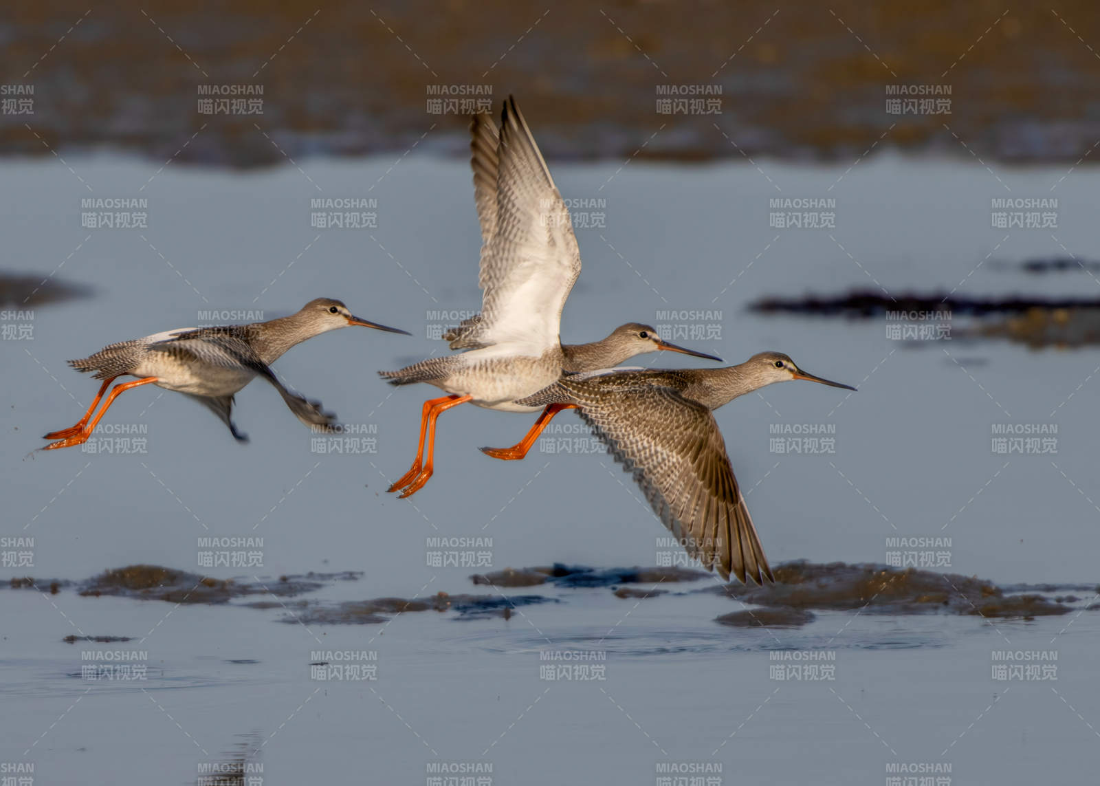 飞翔的鹤鹬图片