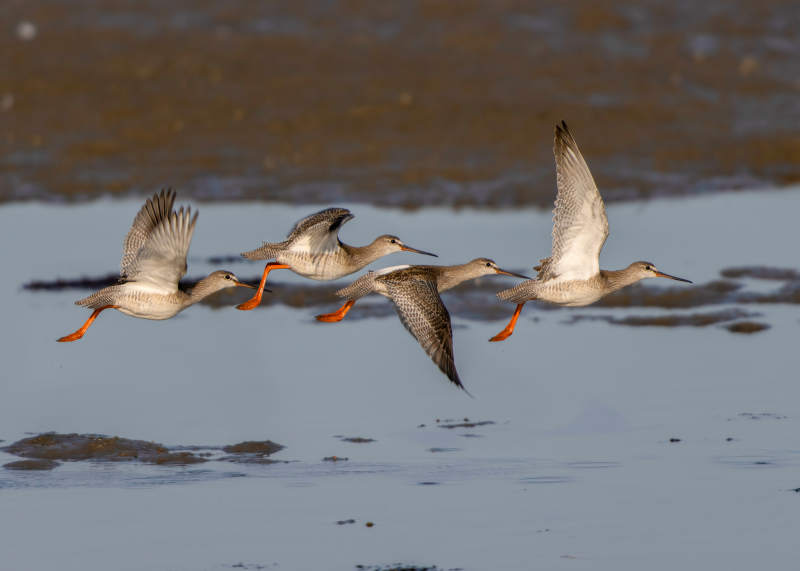 飞翔的鹤鹬图片