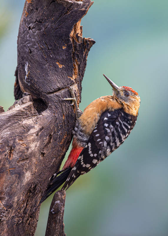 啄木鸟栖息枯木图片