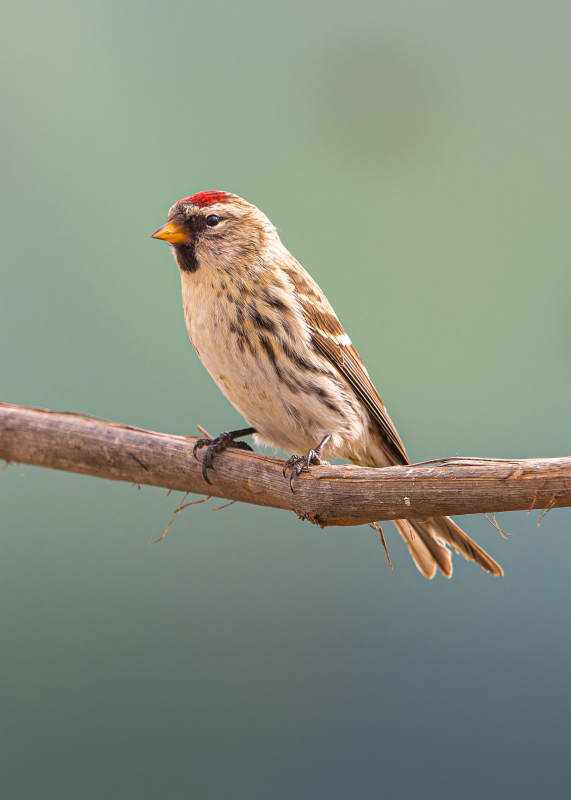红顶鸟栖枝头  白腰朱顶雀 吉林市图片