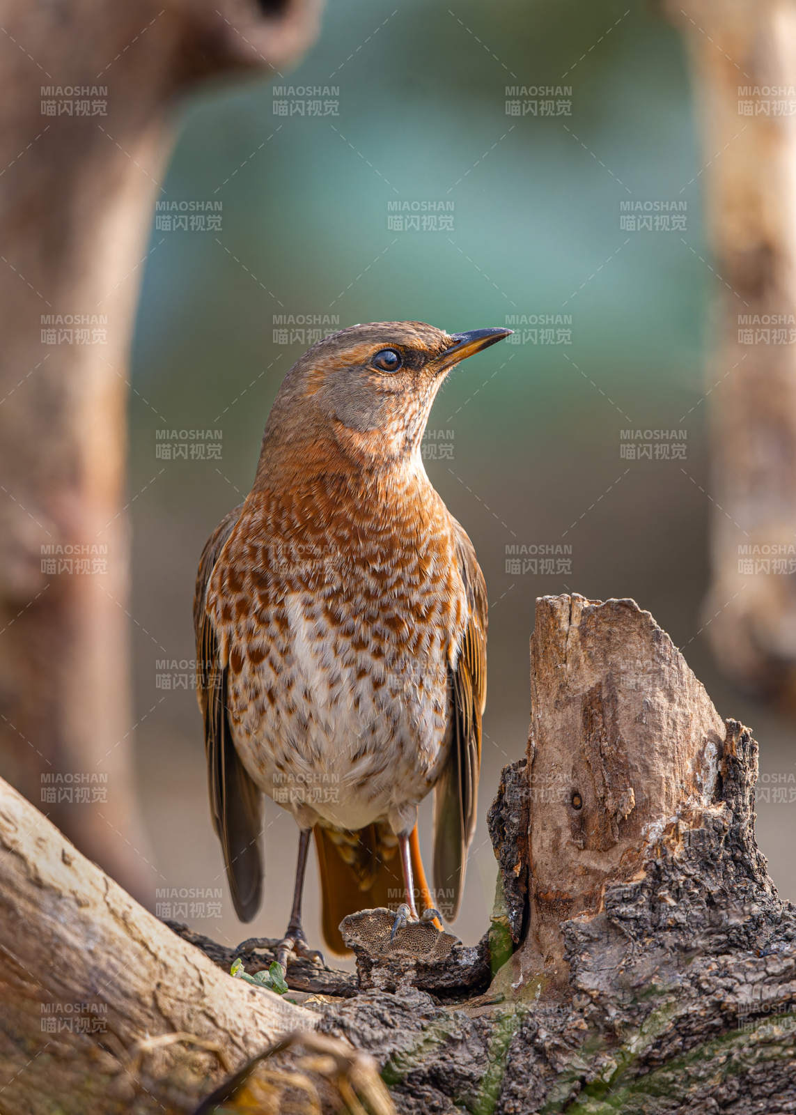 棕背鸫栖息枝头  灰背鸫 吉林市图片