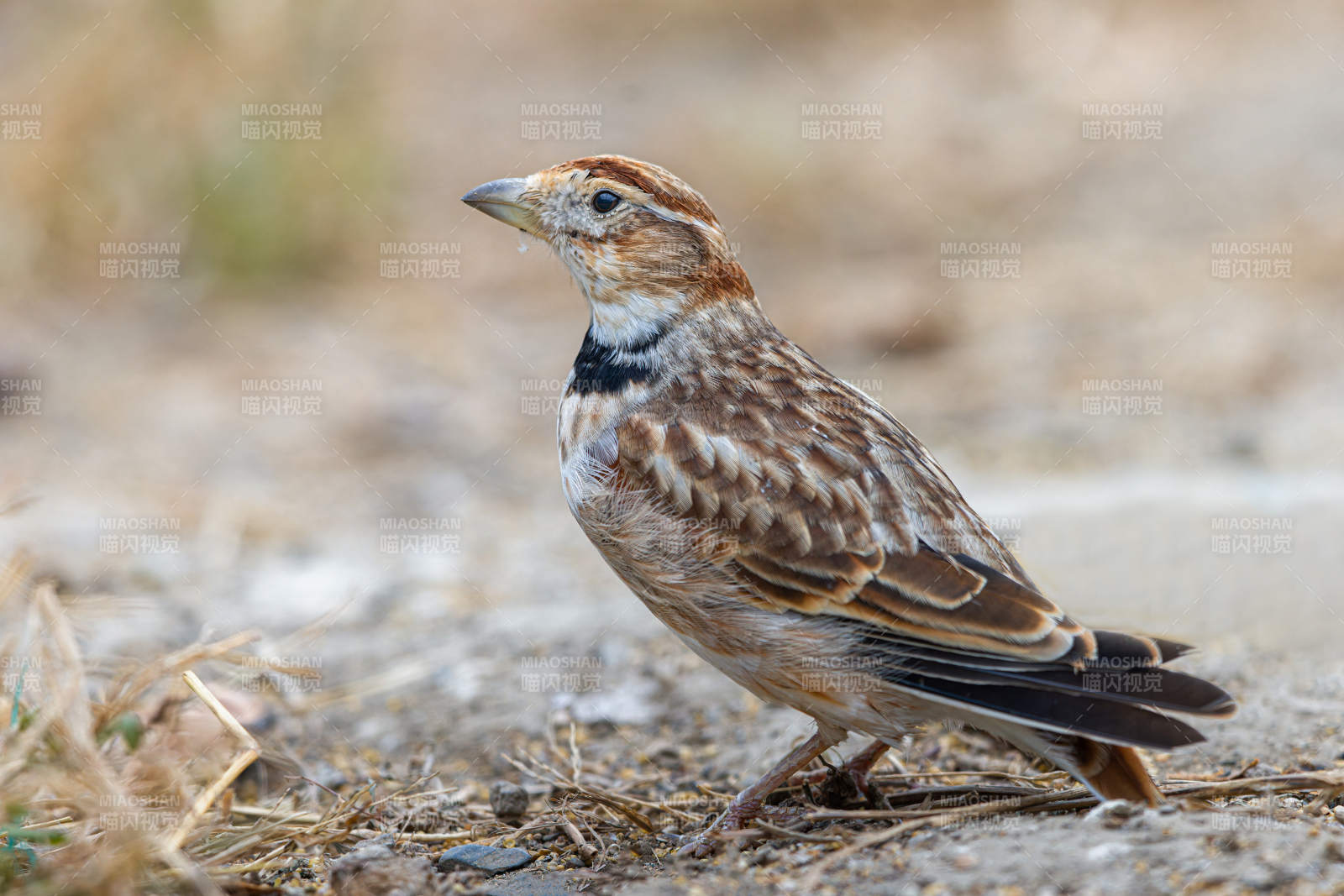 棕头歌鸲栖息地  蒙古百灵鸟  内蒙古图片