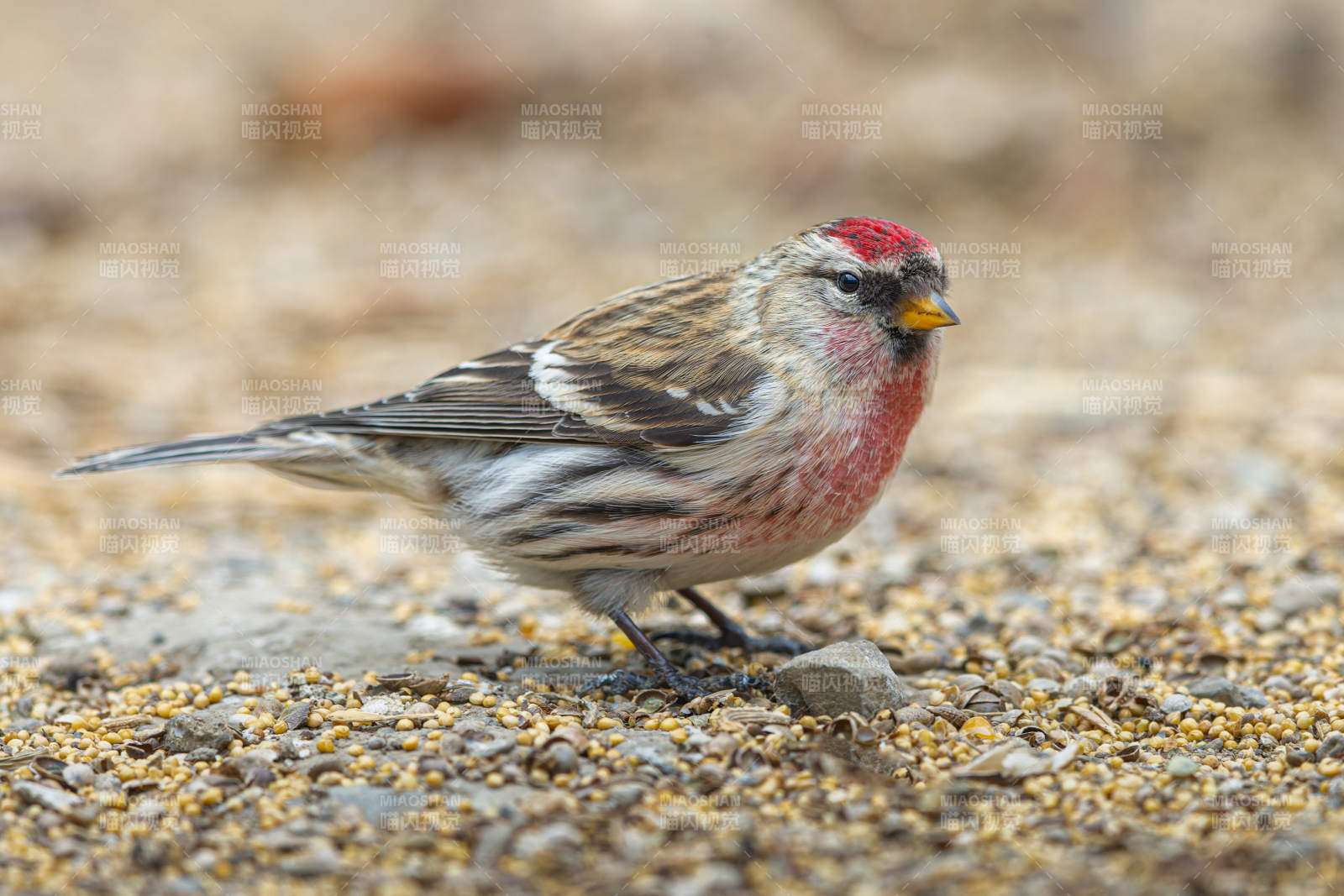 红顶雀觅食图片