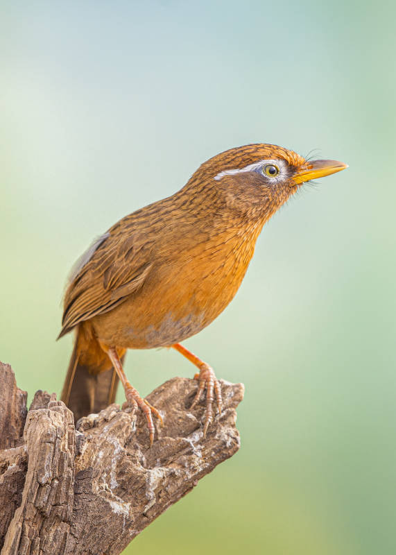 棕鸟栖枝 静观远方  画眉鸟 河南信阳董图片