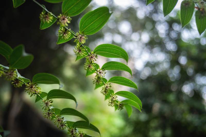 绿叶繁花 自然之美图片