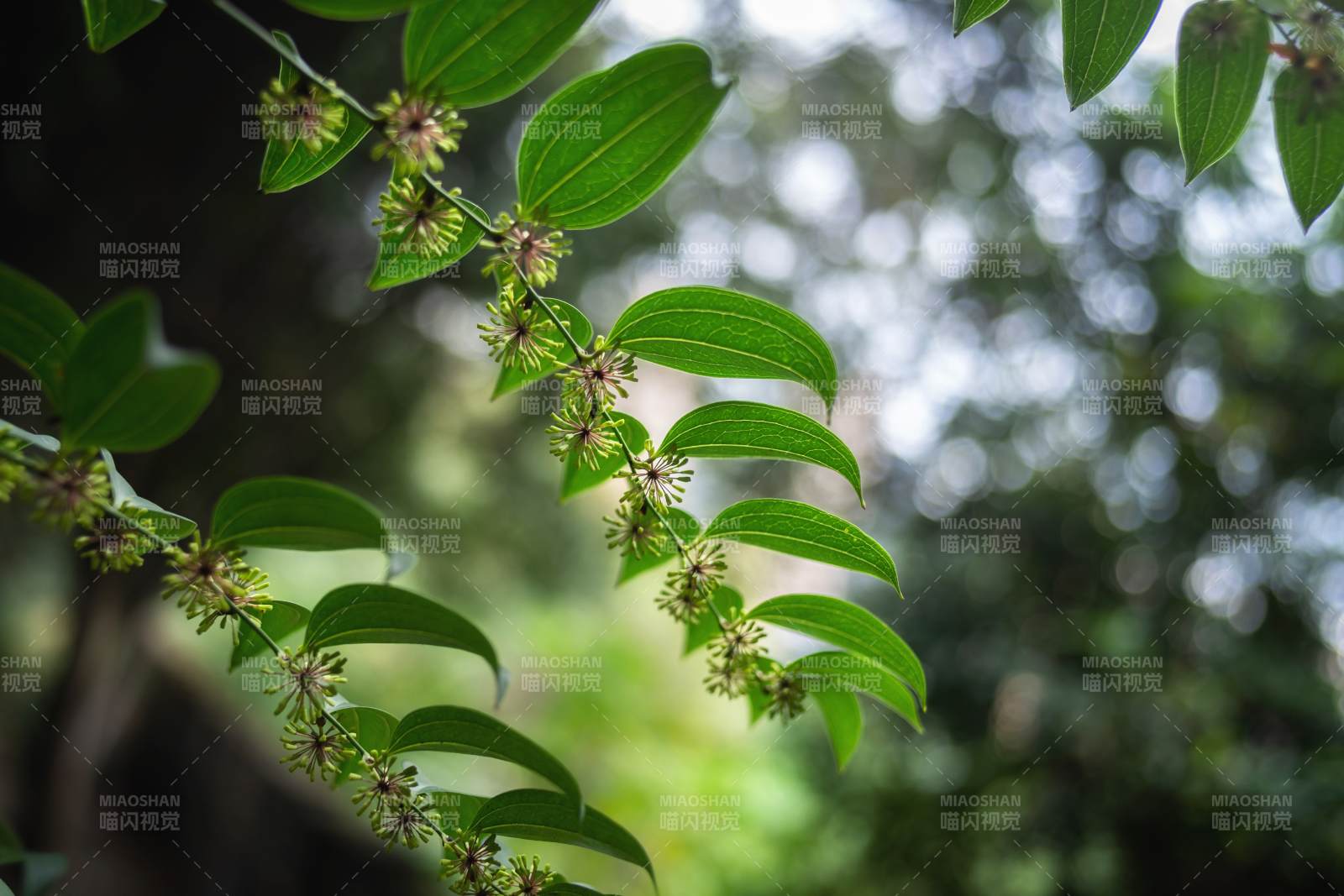 绿叶繁花 自然之美图片