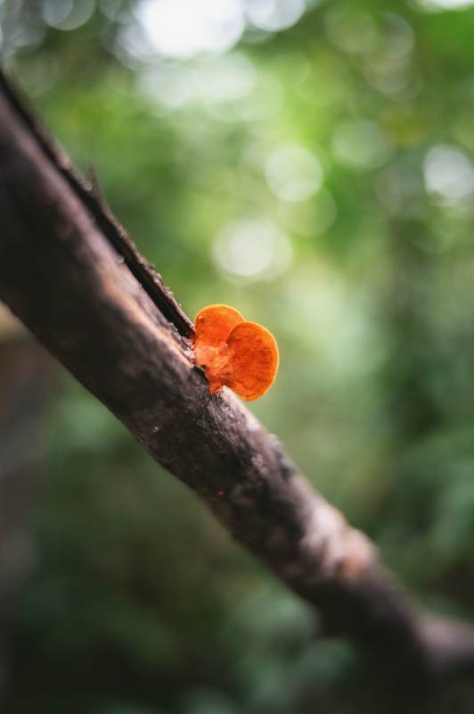 橙色菌菇栖枝头图片