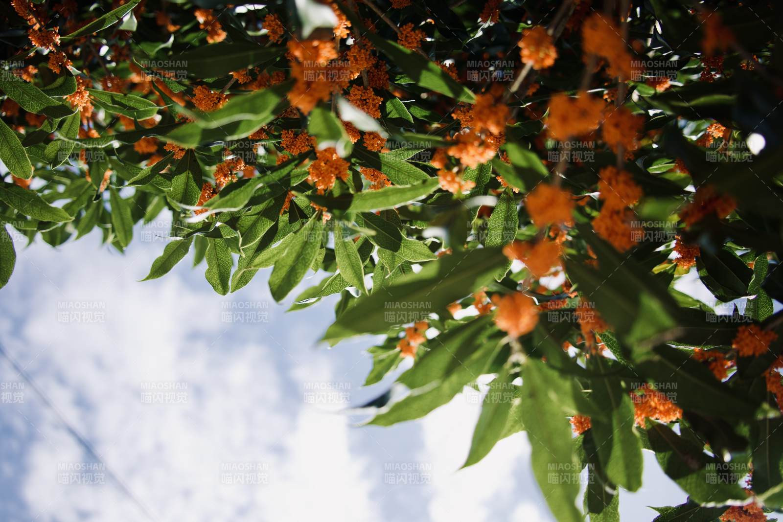 桂花绽放枝头图片