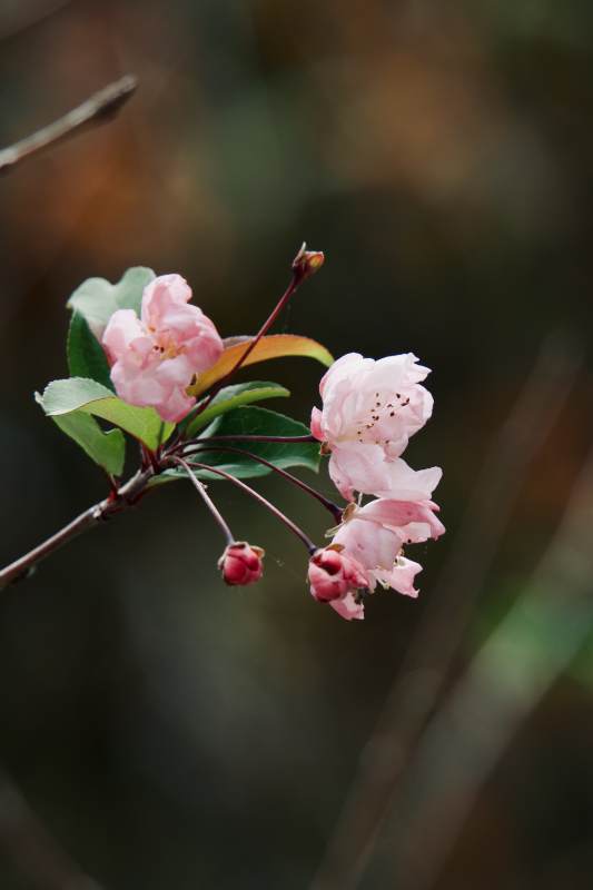 春日海棠花绽放图片