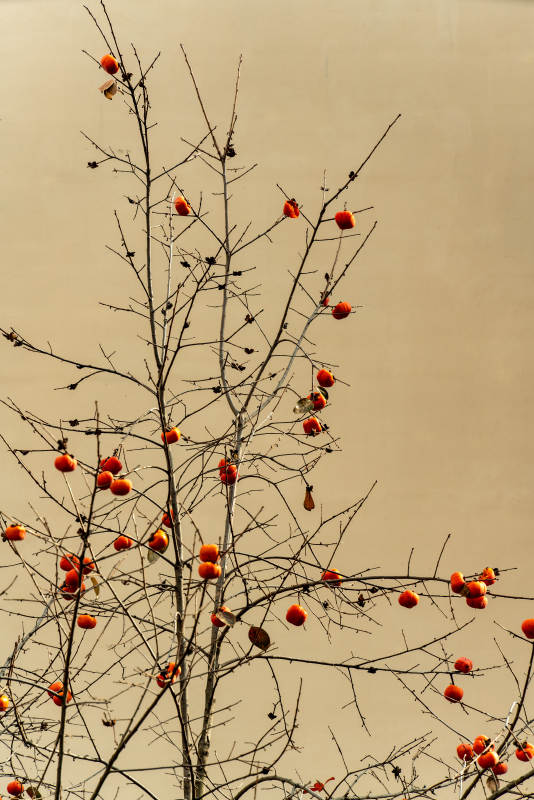冬枝挂果图片