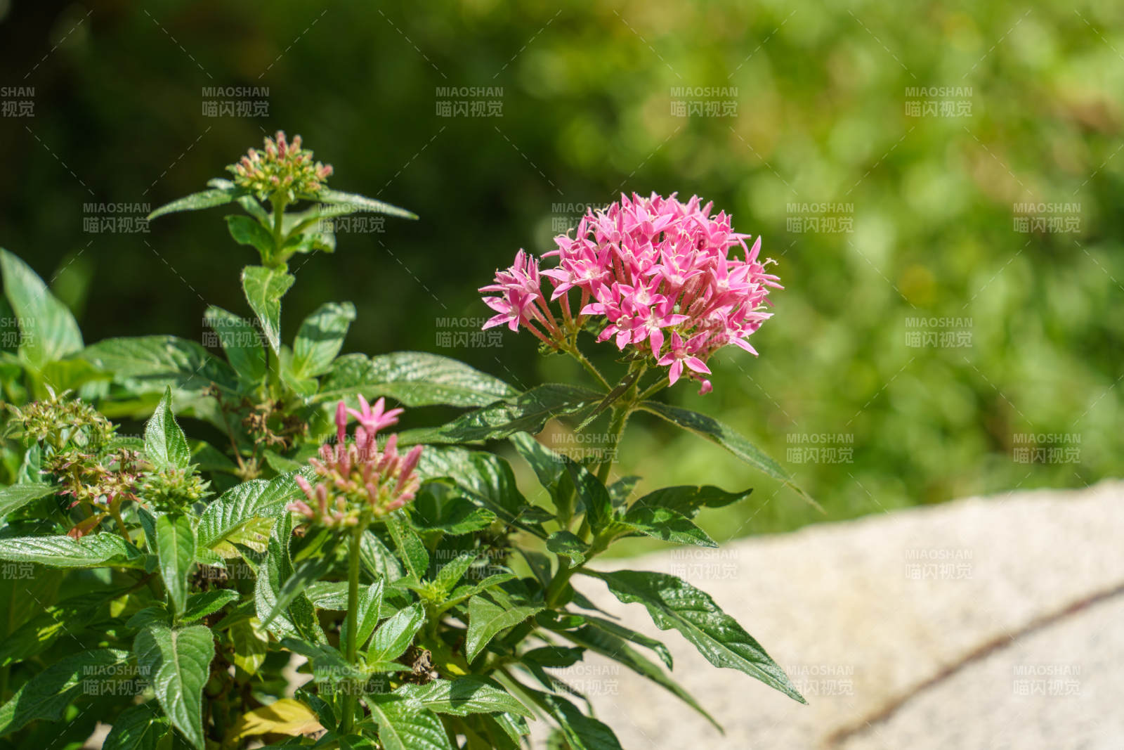 粉花绿叶映石墙图片