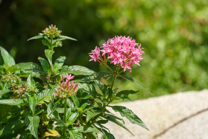 粉花绿叶映石墙图片