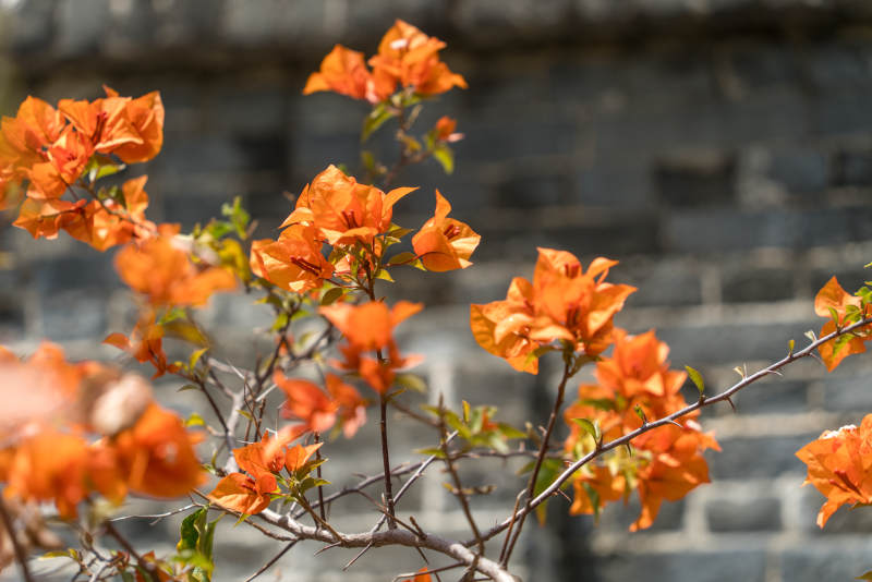 橙色三角梅绽放墙前图片