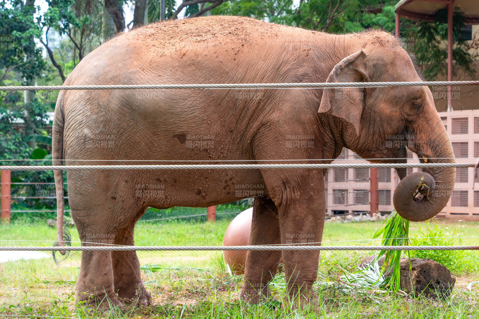 广州动物园内的大象吃草图片