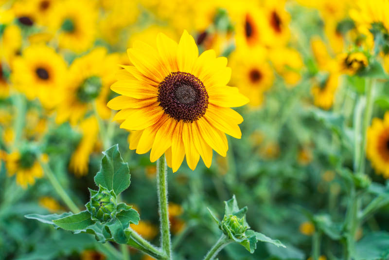向日葵花海绽放图片