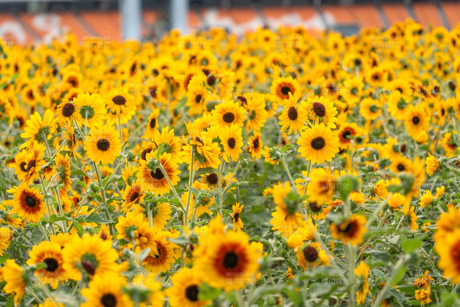 城市中盛开的向日葵花海向日葵花海绽放图片
