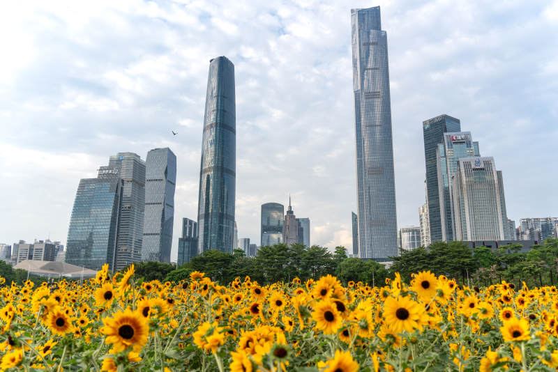 广州珠江新城下盛开的向日葵城市花海图片