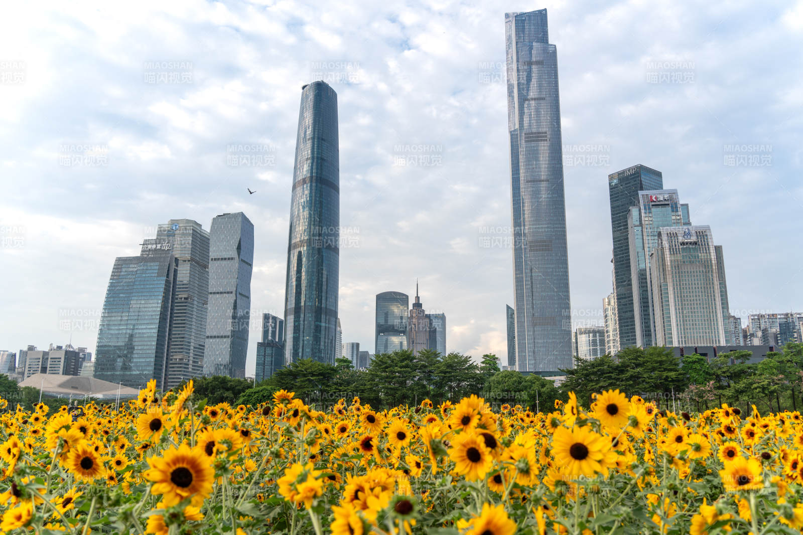 广州珠江新城下盛开的向日葵城市花海图片