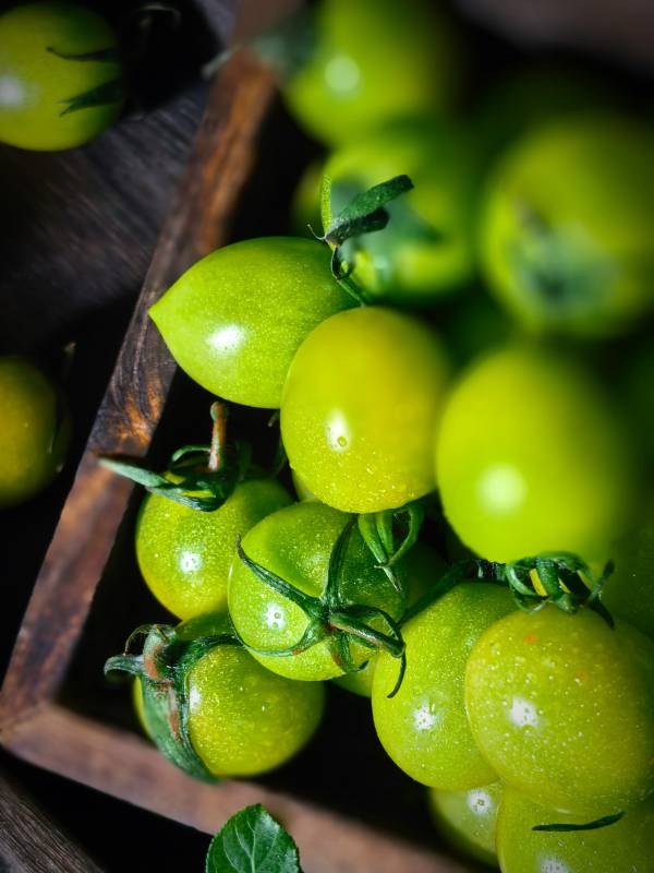 青番茄静物图片