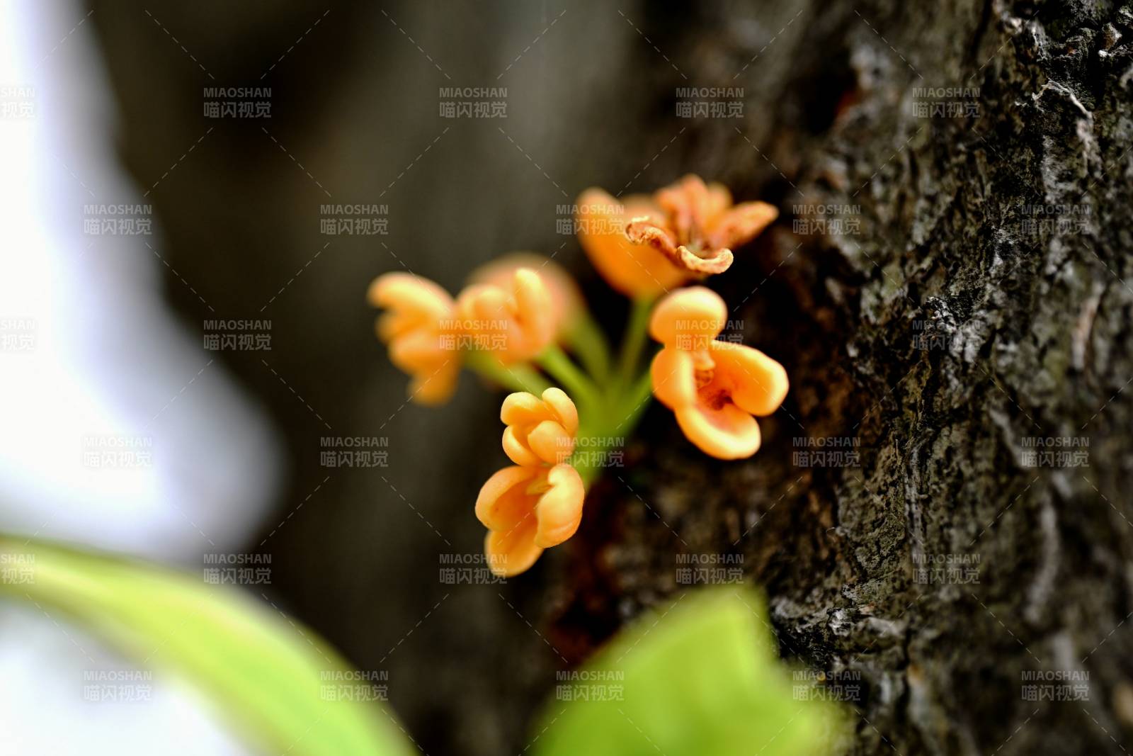 树皮上的橙色小花图片