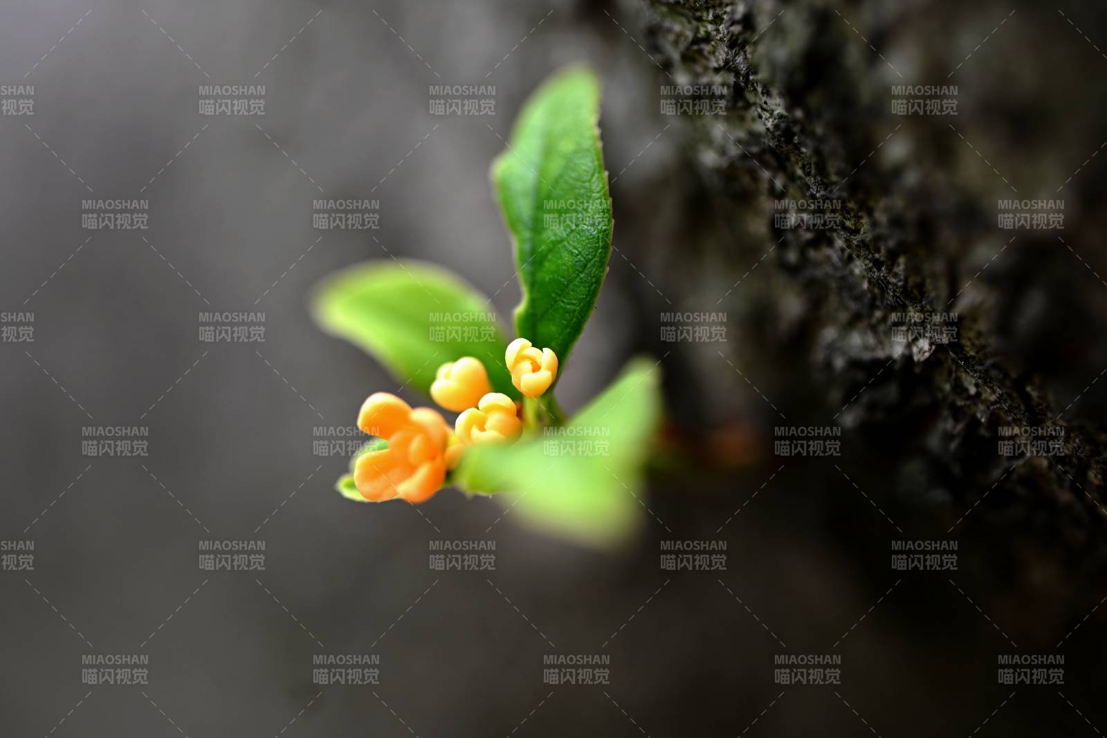 岩缝中的小黄花图片