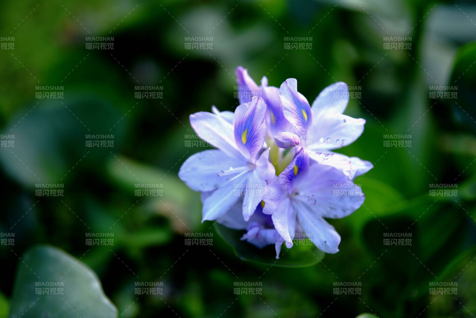 紫花绽放绿叶间图片