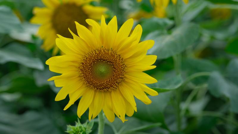 向日葵绽放图片