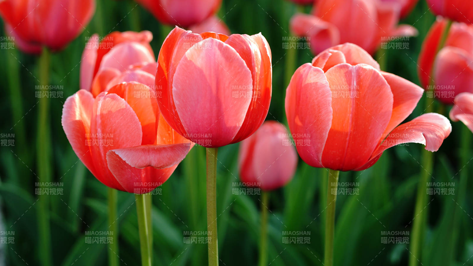 粉红郁金香绽放图片