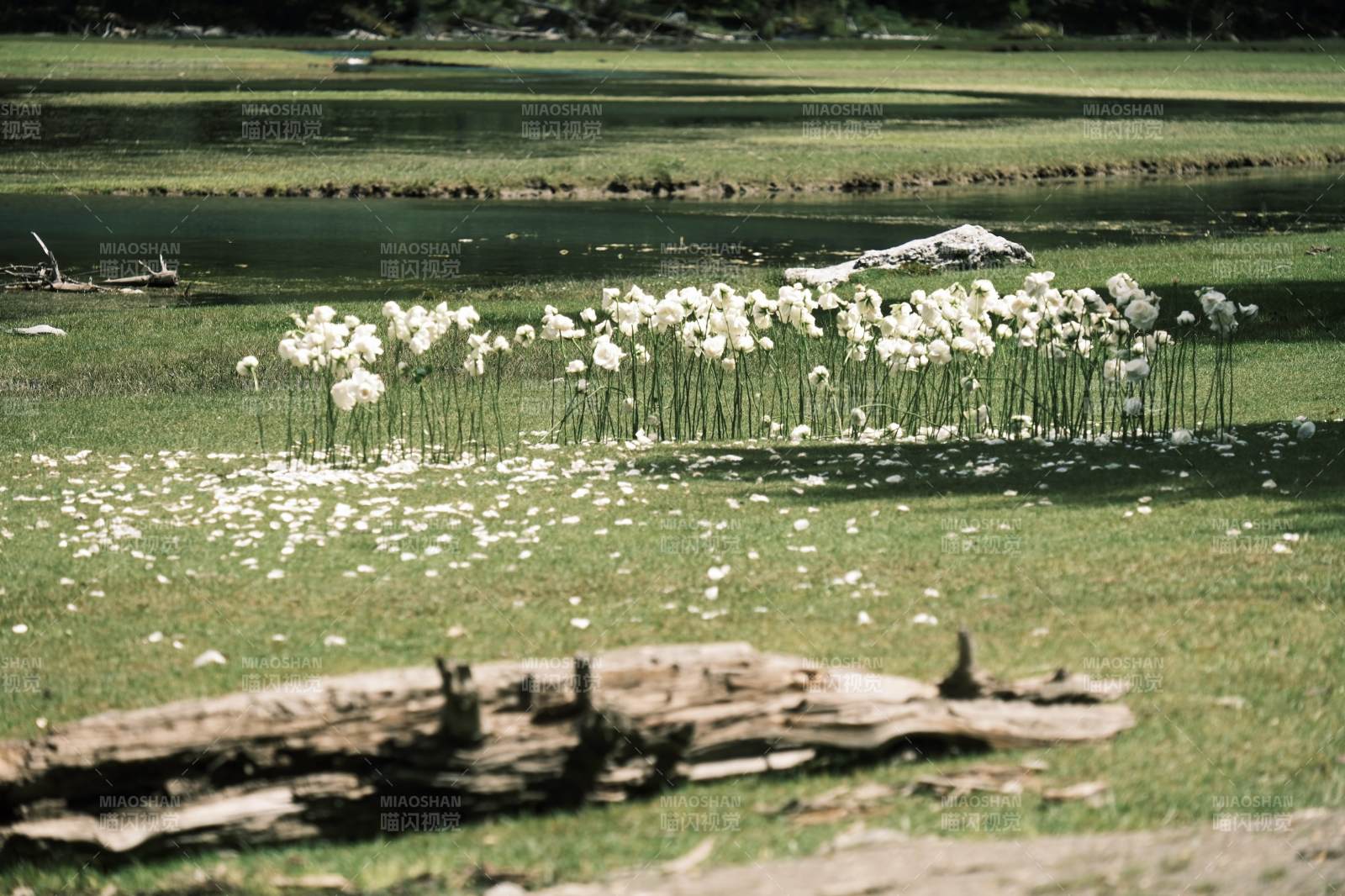 月亮湖湖畔花海静谧景图片