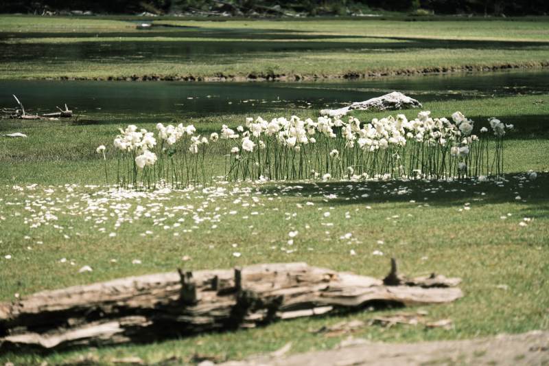 月亮湖湖畔花海静谧景图片