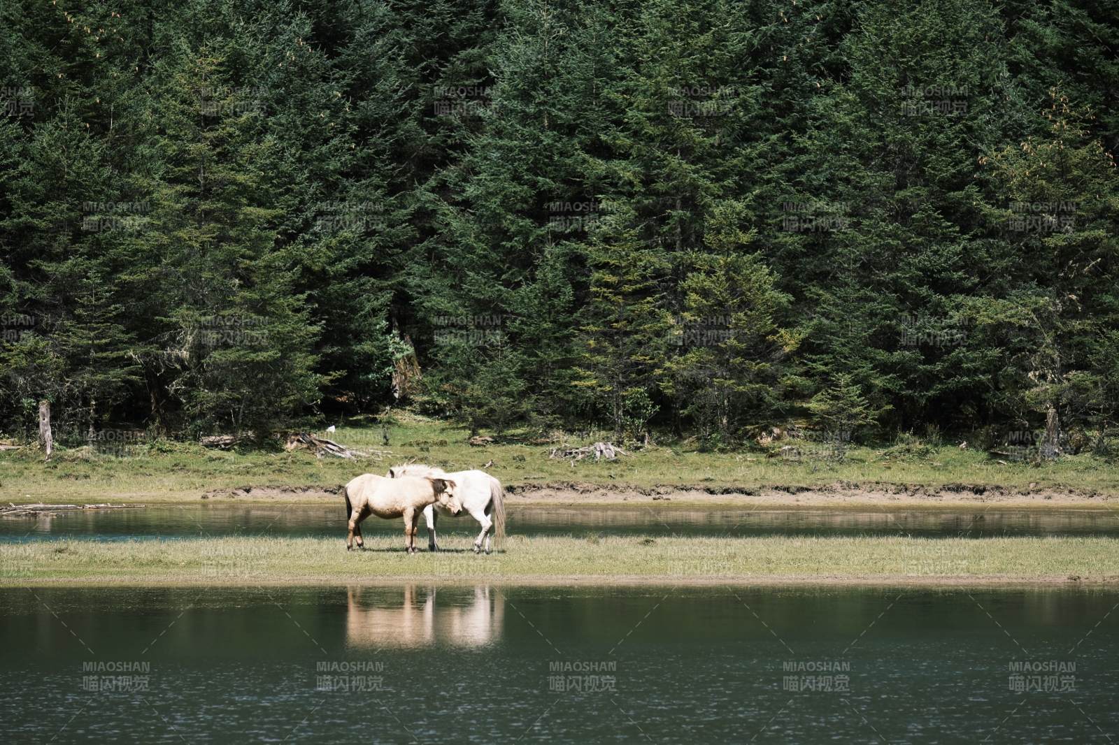 月亮湖湖畔双马静影图片