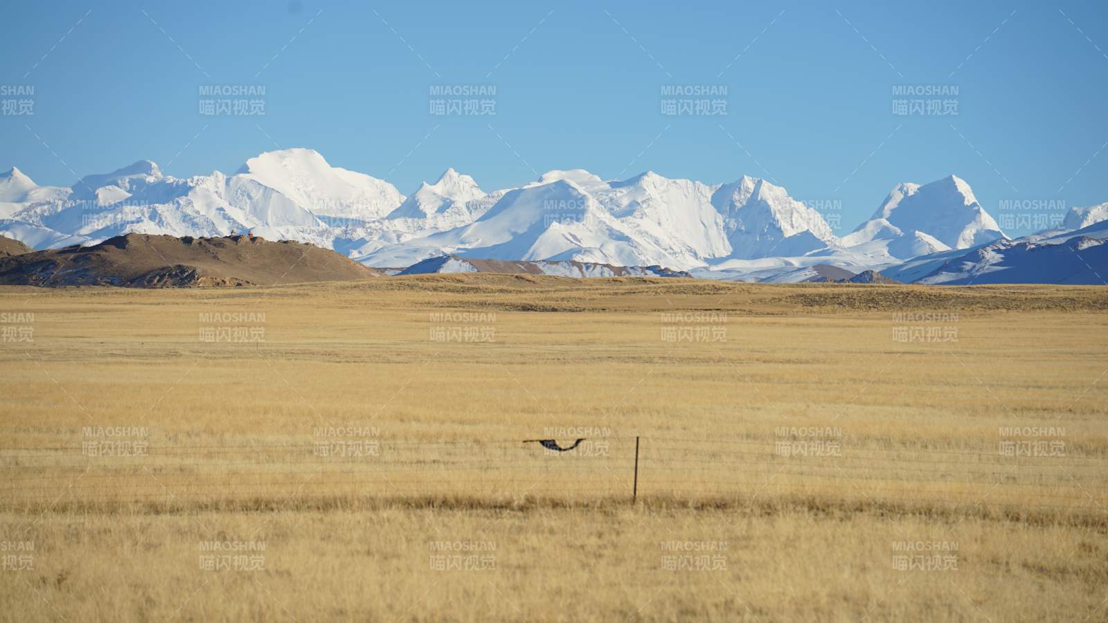 西藏雪山牧场图片