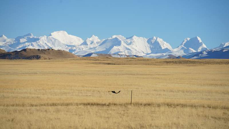 西藏雪山牧场图片