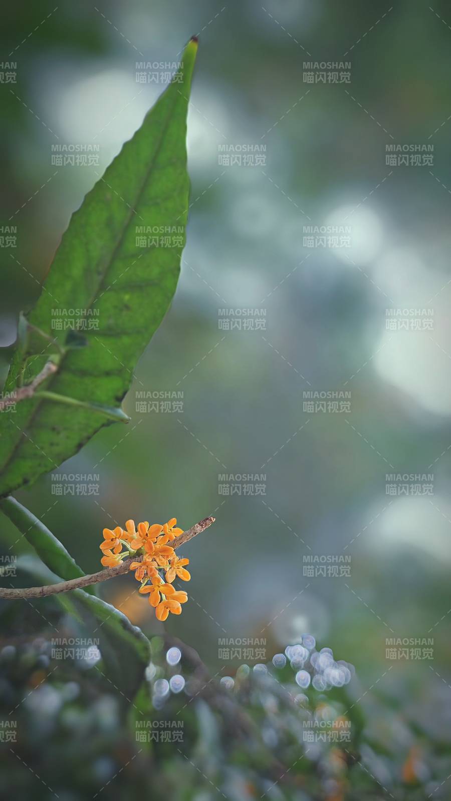 橙花绿叶映春光图片